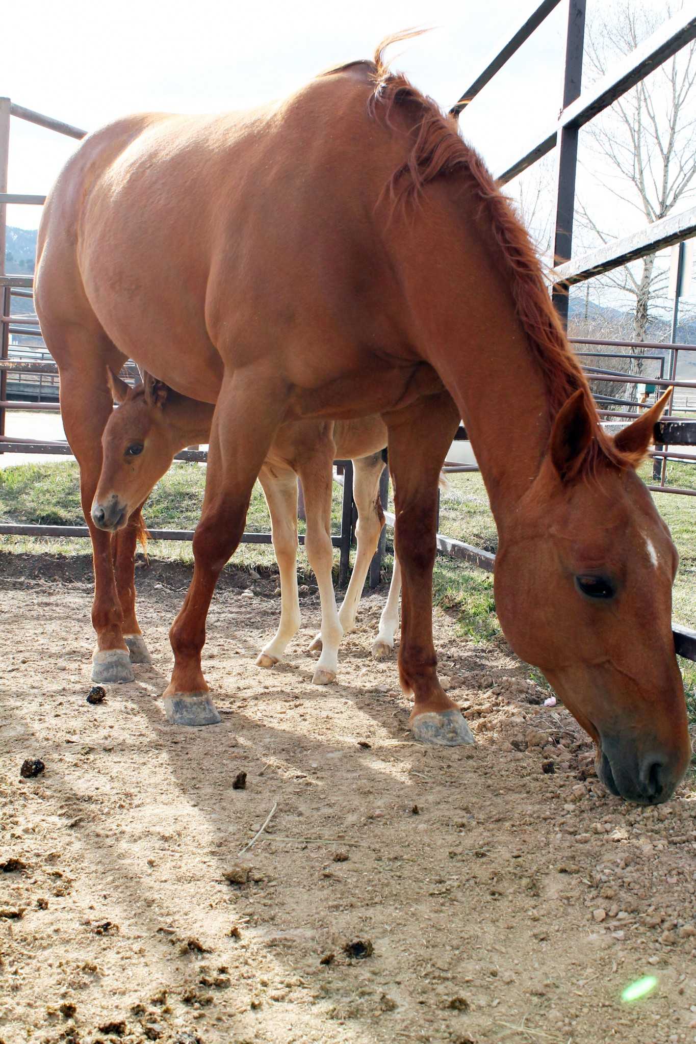 A fourteen-day-old foal peeks out from under its mother after nursing at the CSU Equine Reproduction Center. The reproduction center houses pregnant mares and oversees the birth of baby horses.