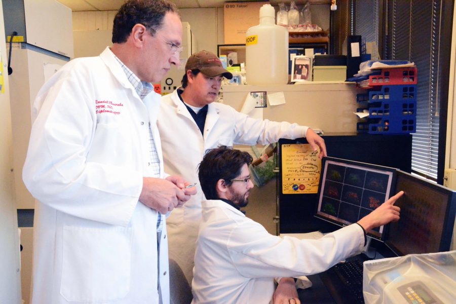 Dr. Randall Basaraba and research associate Forrest Ackart stand over Dr. Brendan Podell as the three examine different drug concentrations. The three researchers are working to find a more effective treatment for the tuberculosis bacteria.