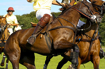 CSU polo player exchanged life on the streets for a life of kings 