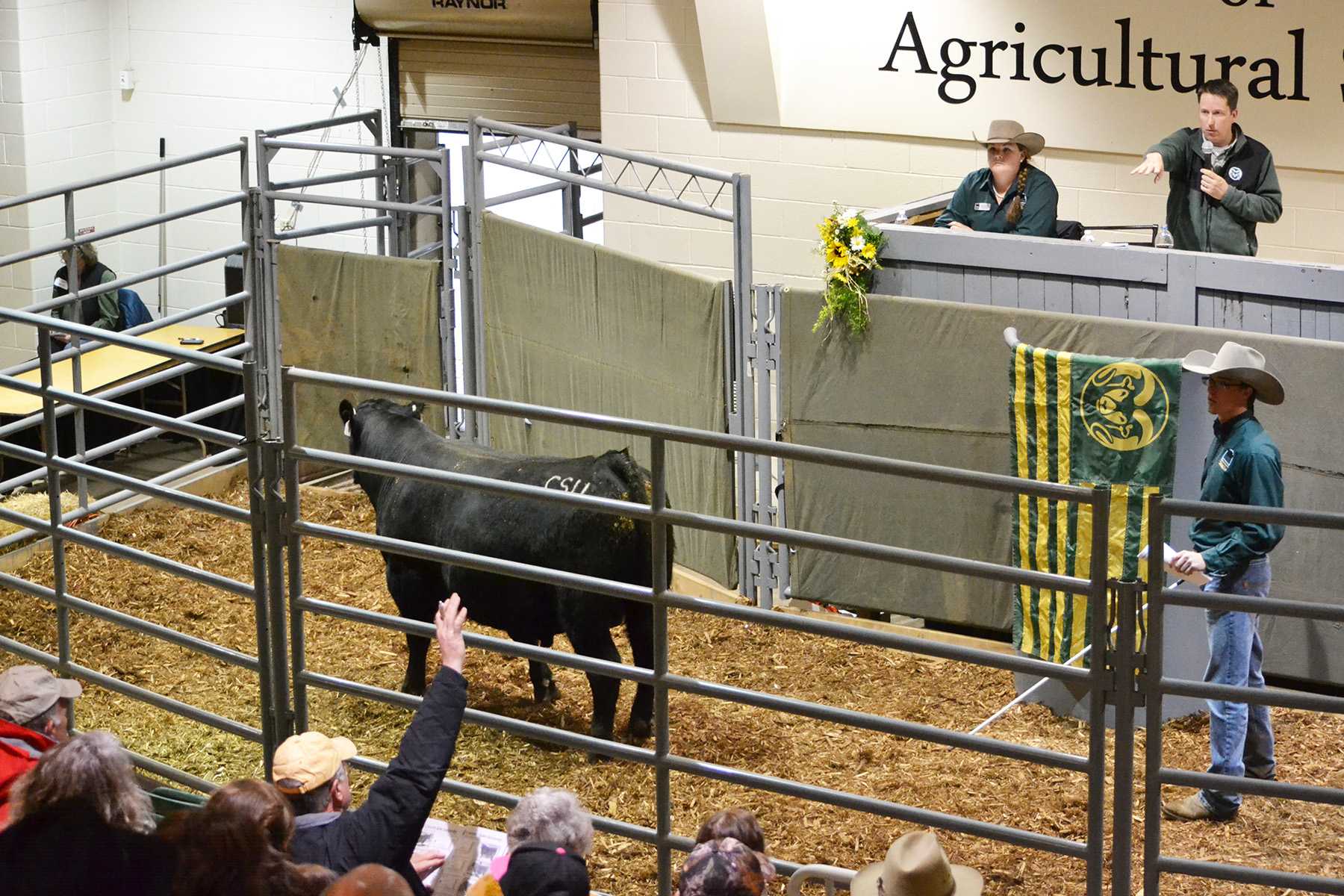 Seedstock Merchandising Team member Kim Rounds assists Dr. Jason Ahola during CSU's 38th Annual ARDEC Bull Sale. Meanwhile, Seedstock Merchandising Team member Carson Guenzi moves the bulls around the pen pointing out the current lot number to buyers in the audience.