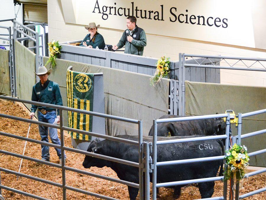 CSU's 38th Annual ARDEC Bull Sale
