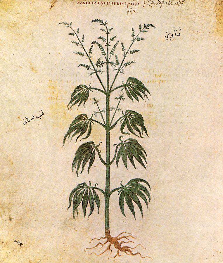 Understudied cannabis research to increase