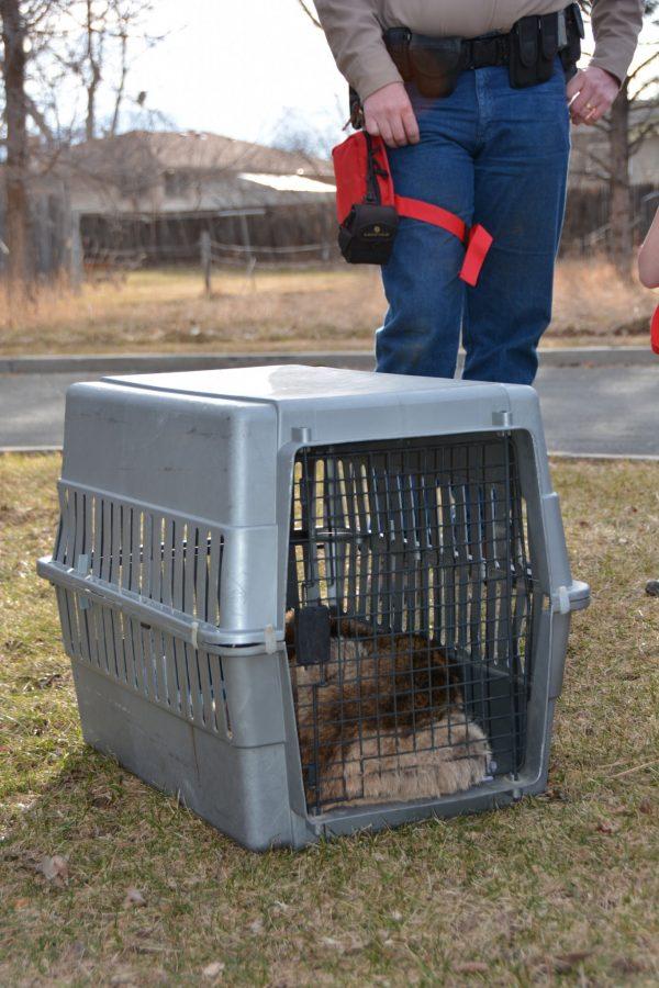 A mountain lion sits in a cage near Rogers park  awaiting transport after being tranquilized on Thursday, March 6, 2014.