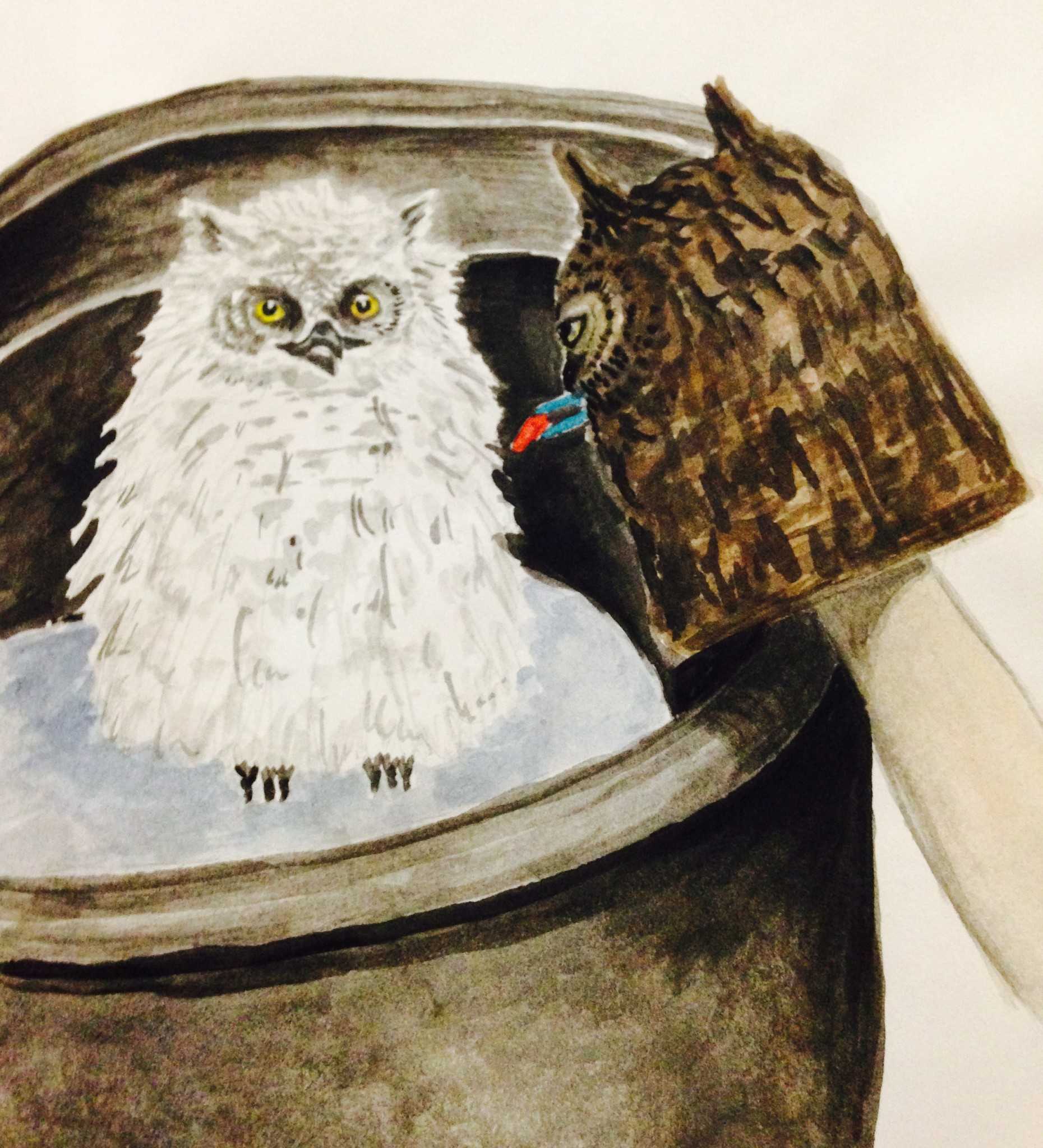 Watercolor sketch feeding a Great Horned Owlet with a puppet by Victoria Dixie Crowe. (2002)