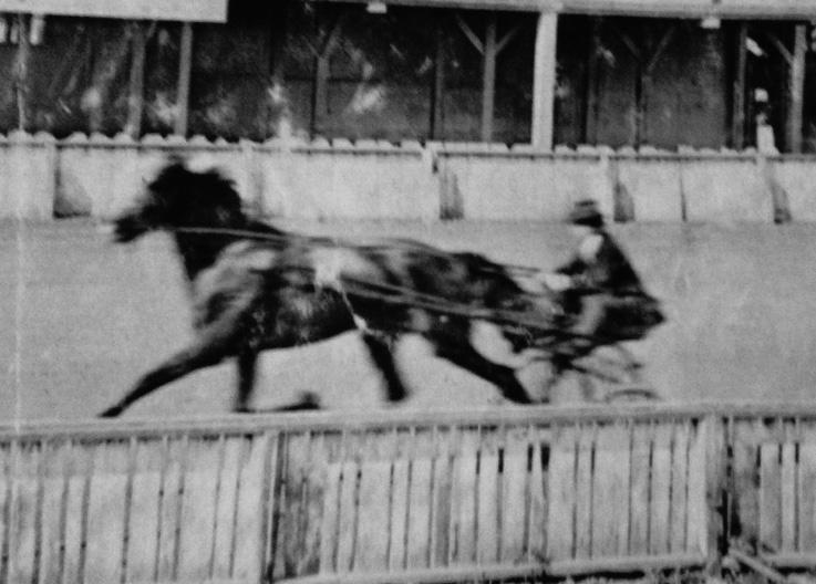 My great-great-grandfather racing his horse Knight at Hollywood Exposition Park in 1907. (Photo from family archives)