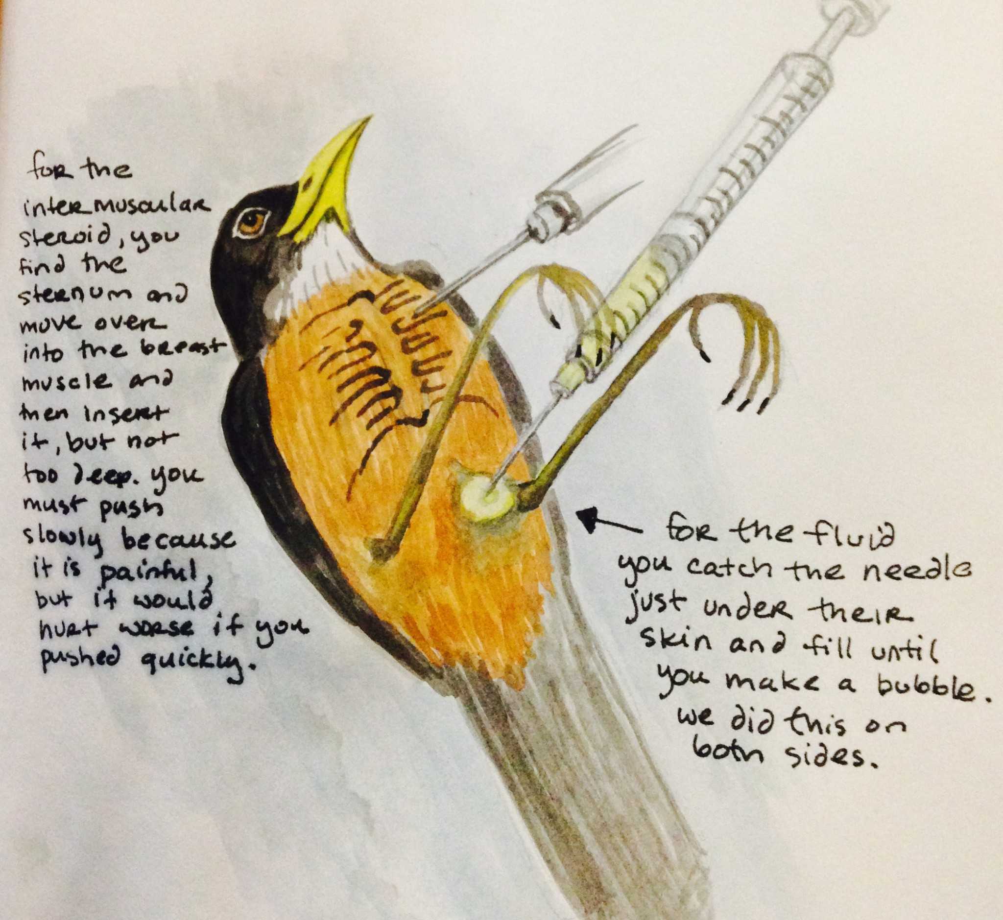 Watercolor sketch of how to do IM andsubcutaneous injections in an American Robin by Victoria Dixie Crowe. (2002)