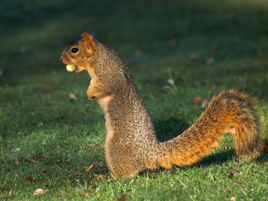 Board of Governors approves new squirrel facility, to be funded through stockpile of nuts