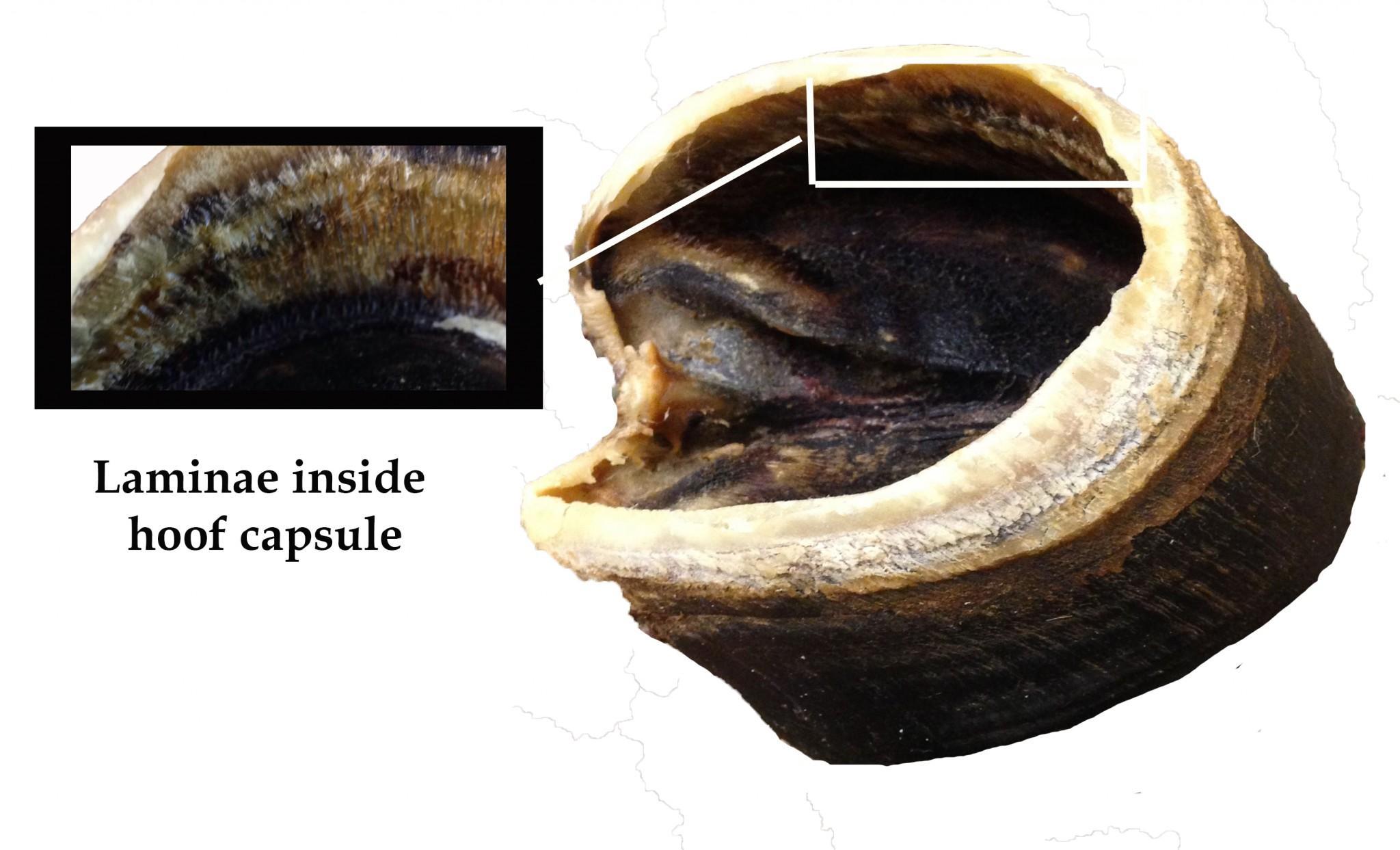 The finger-like laminae inside the hoof capsule look like whale baleen. Photo credit Dixie Crowe