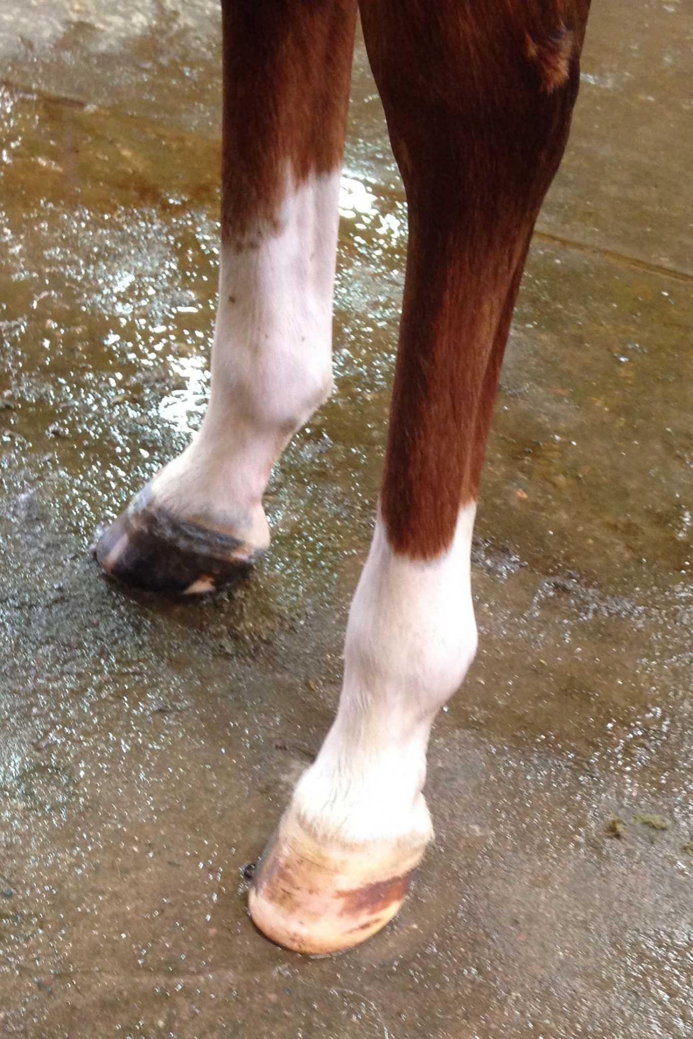 A pair of freshly trimmed back hooves on a young horse. Photo credit Dixie Crowe