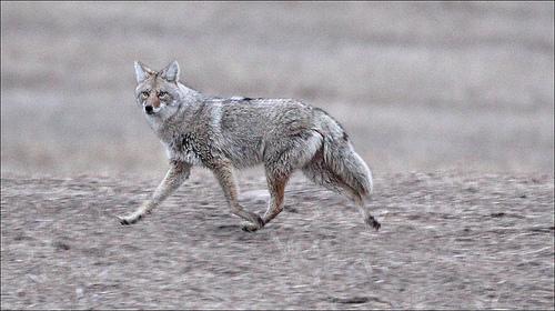 Believe with Steve: Man chases comet and coyote chases man