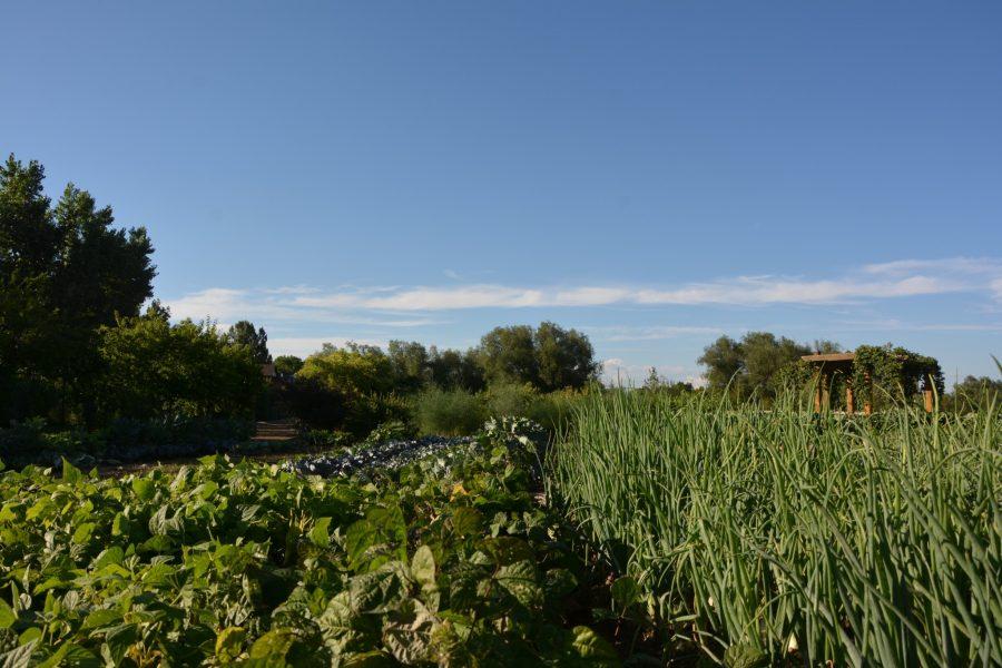The Garden of Eatin' provides a variety of vegetables that grow in northern Colorado, from onions, to herbs to kale. 