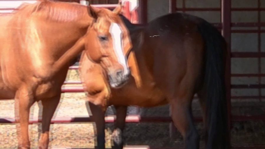 West Nile Virus and Horses