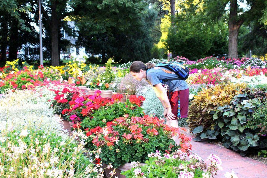 Agriculture and natural resource economics grad student, TraeAnn Schlemmer, checks out the flowers in the Annual Trial Garden across from the University Center for the Arts on Tuesday night. (Photo credit: Christina Vessa)