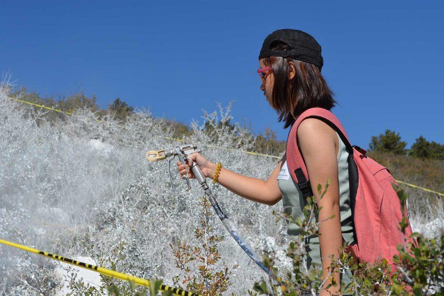 Economics senior, Linh Truong, sprays a shrubs, bushes and rocks that are within the perimeter of the A. (Photo Credit: Megan Fischer)
