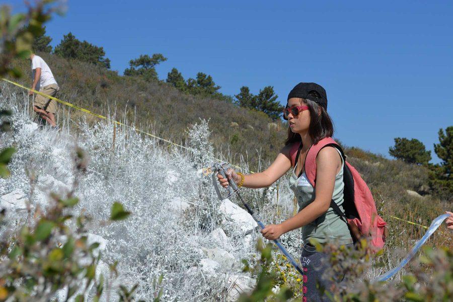 Linh Truong, a senior in economics sprays some shrubs as part of Paint the A. Volunteers gave their time to hike and paint the A on the hill as a part of an anual Colorado State tradition. (Photo Credit: Megan Fischer)