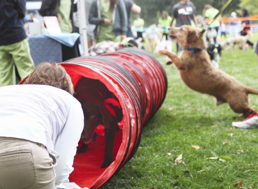Fort Collins holds 19th annual Doggie Olympics