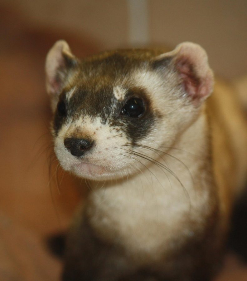 Fort Collins releases ferrets