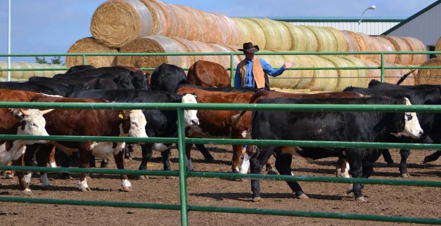 Curt Pate demonstrates how to move cattle in a large pen using proper stockmanship techniques. Pate said the cattle brain has two sides, the gain or growth side and the fear or shrink side. Putting too much pressure on the cattle would activate their fight or flight response, which would cause them to lose weight or in cattleman’s terms shrink. The goal was to capitalize on the cattle’s natural behavior to move them using low-stress techniques. Photo by Dixie Crowe.