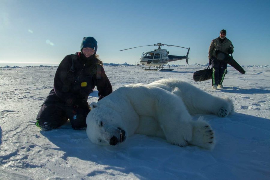 Colleen Duncan of CSU and Todd Atwood of the U.S. Geological Survey collect data from a tranquilized polar bear in northernmost Alaska. (Photo courtesy of news.colostate.edu)