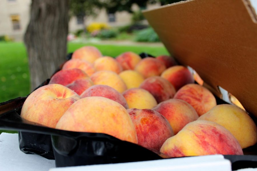 The Horticulture Club sold organic peaches Sept. 3-5 in front of the Shepardson building. 