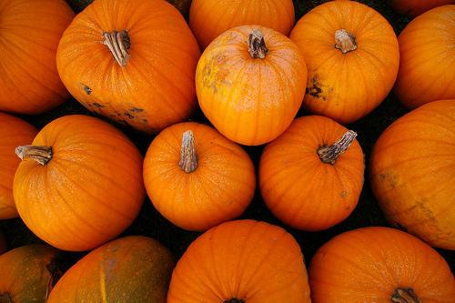 Your Halloween pumpkin patch guide