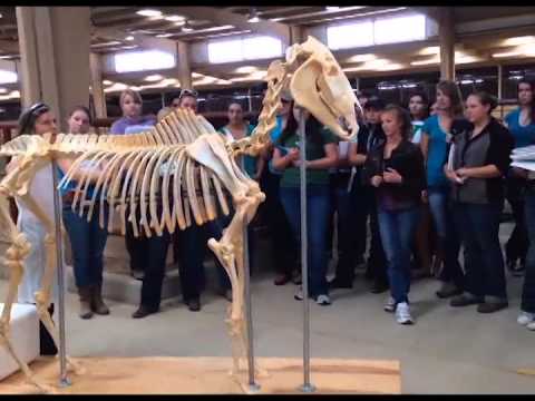 Animal and Equine Sciences Welcomes Class of 2018