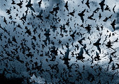 Colorado State researchers link bats to Ebola, other diseases