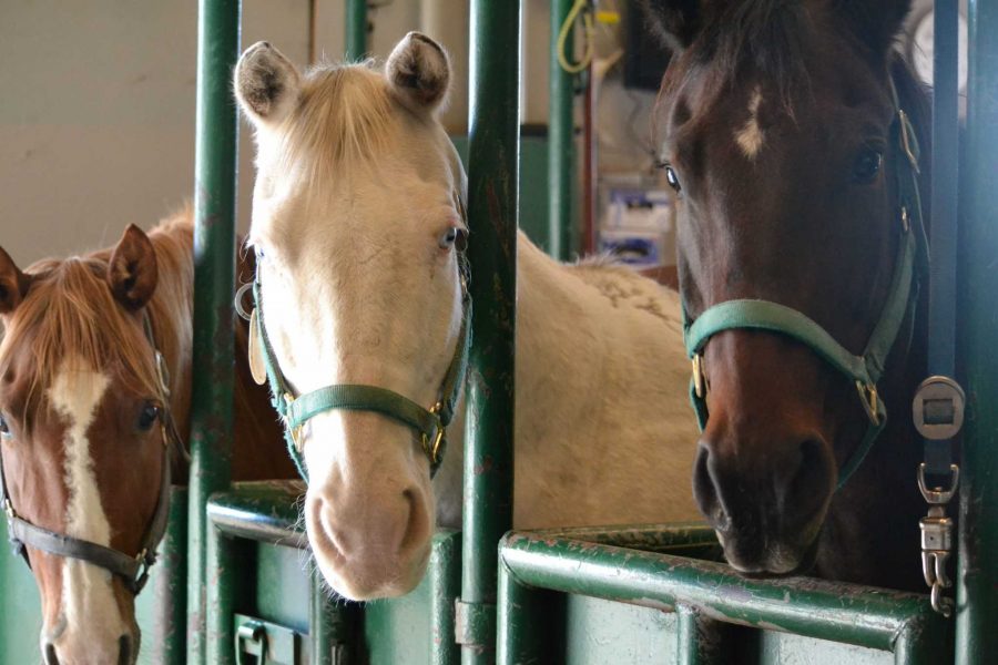 Three mares put up with student exams that help further our education during the equine reproduction lab. Photo by Dixie Crowe