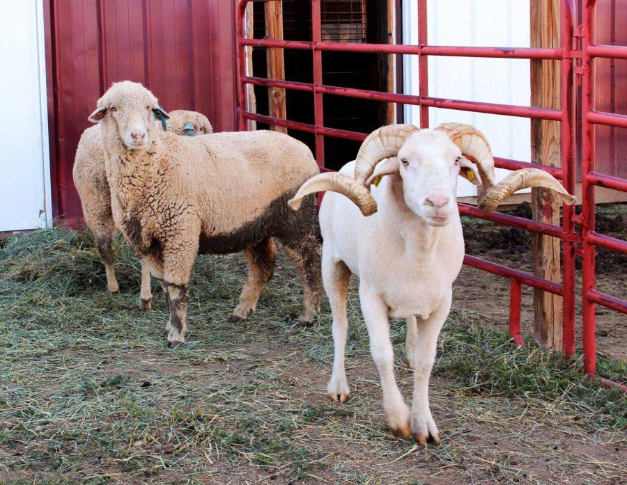 After bathing, Cam is pictured with the two ewes that live with him. Photo by Katie Schmidt.