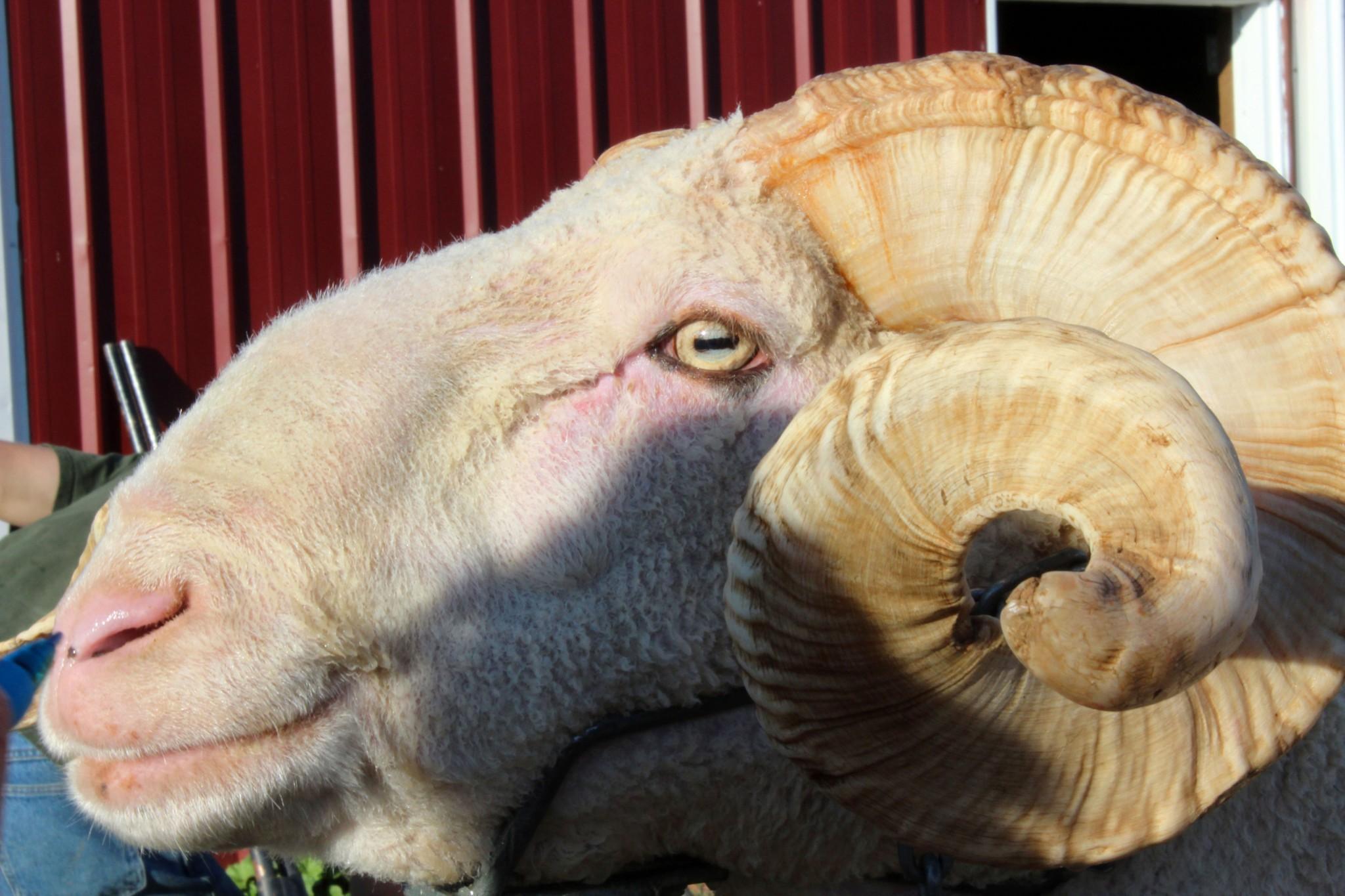 Cam the Ram: A look at CSU's lovable mascot - The Rocky Mountain Collegian