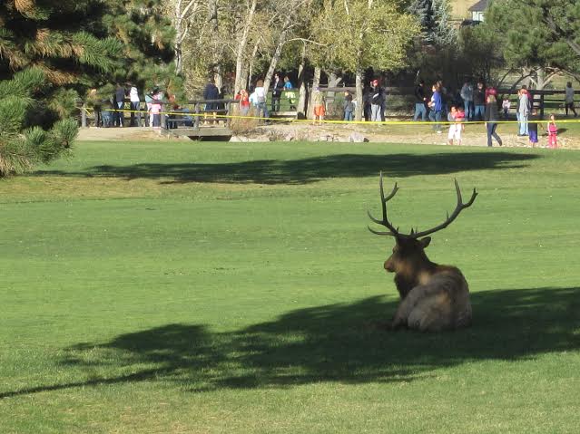 An elk wades in the shade at the 17th annual Elk Fest in Estes Park Oct. 4 (Photo credit: Caitlyn Berman)