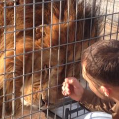 Big cats rehabilitated at Turpentine Creek Wildlife Rescue