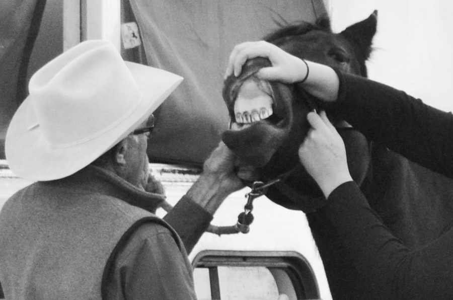 Ranch horse versatility team coach Corky Hall inspects a horse’s mouth for signs of vesicular stomatitis, which is a viral infection that causes sores around the mouth and nostrils. It can also show up along the hoof of the horse in the area of the coronary band. The sores may start small, but can lead to painful blistering that can cause the horse to avoid water and food. Colorado was hit so hard this summer by an outbreak that the state veterinarian had to step in, quarantine horses to their home barns, and cancel events to try to halt the spread of the virus. 
