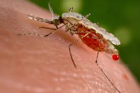 Colorado State researchers study malaria prevention