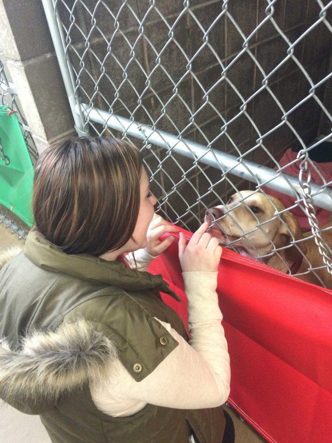 Larimer County Humane Society hosts Whisker Wonderland adoption event