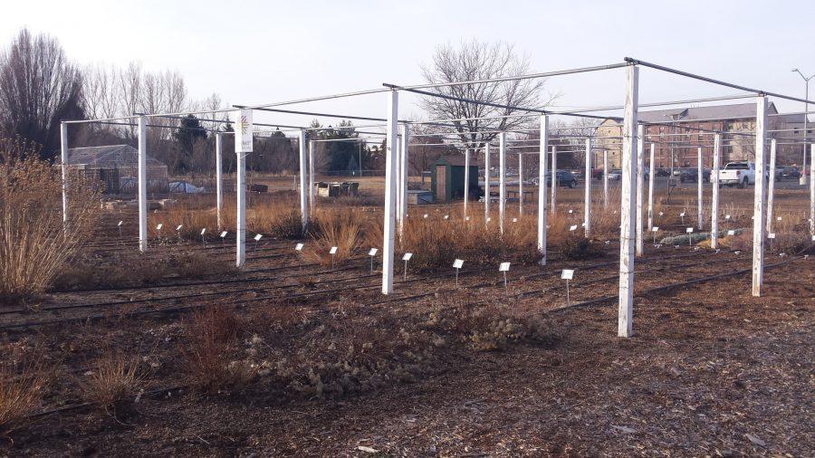 Trial plots on 630 W. Lake St. can be seen where the new on-campus stadium construction is set to begin summer of 2015.