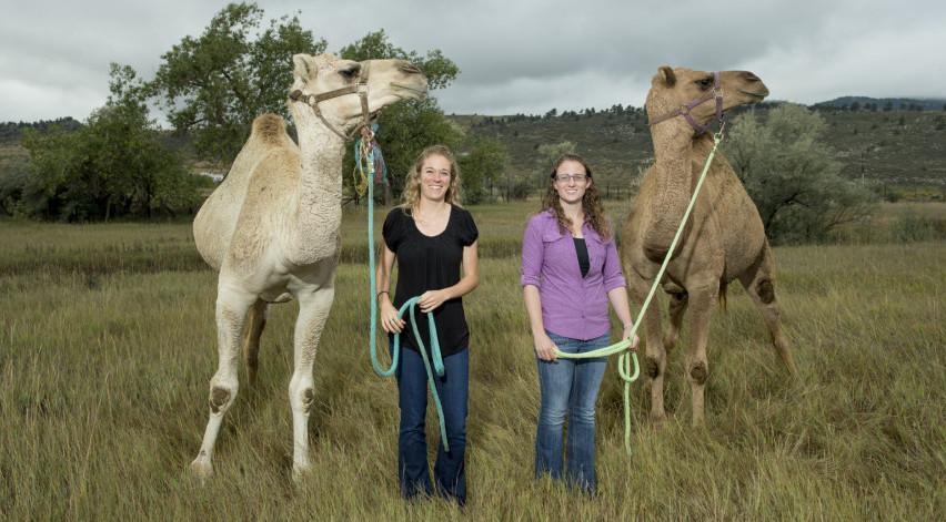 CSU researchers investigate dangerous MERS virus