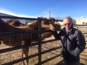 Richard Bowen greets a camel used for researching the MERS virus.