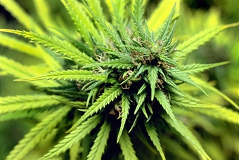 Our view: Wholesale marijuana in Fort Collins is progressive