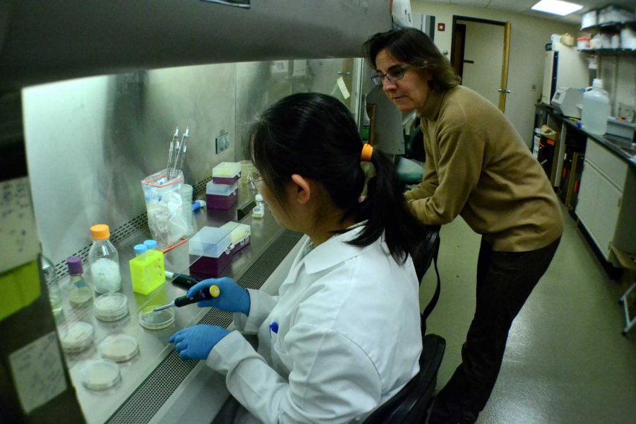 Mycobacteria Director Mary Jackson and biology research scientist Li Wei discuss procedures during a mutation creation procedure.