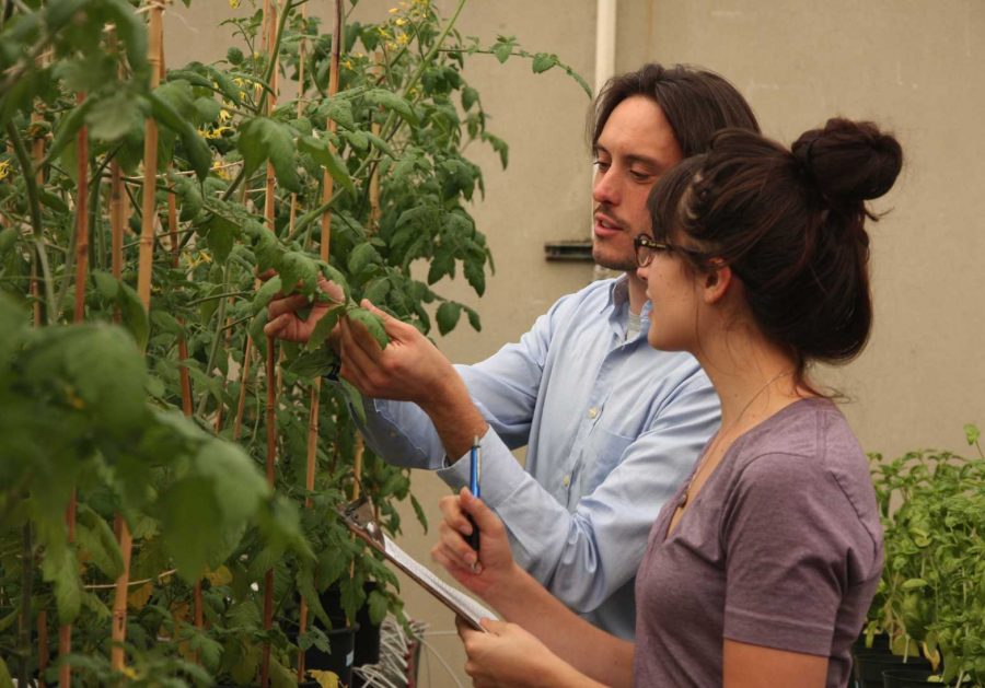Peter Baas and Melanie Lee examining the effects of beneficial bacteria on tomatoes at the CSU greenhouse. (Photo credit: Matthew Wallenstein)