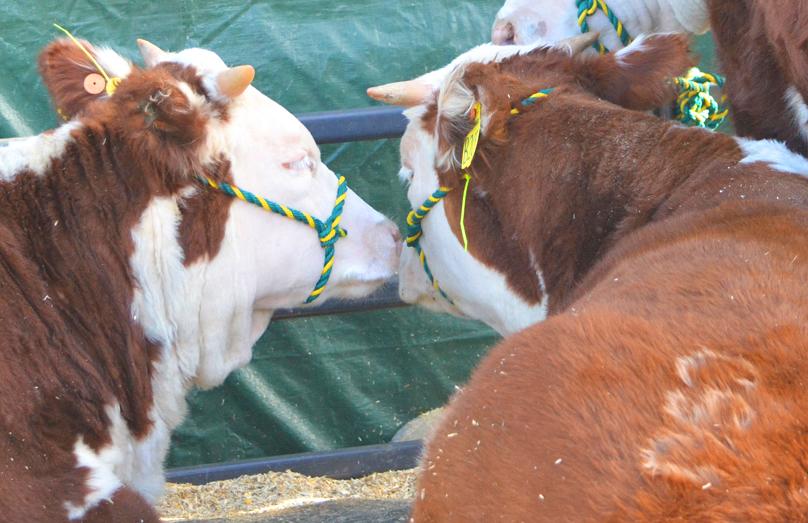 The CSU Seedstock Merchandising Team's Hereford heifers on a break during the 2015 National Western Stock Show in Denver. (Dixie Crowe | The Collegian)