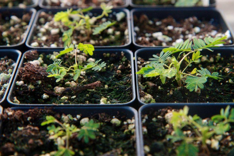 Small Sensitive Plant seedlings being grown at Jordans Floral Gardens located North of Vine on Taft Hill. At Jordans Floral Gardens gardeners can purchase any of these tiny seedlings ready for transplant or purchase organic seed packs that have detailed planting instructions inside the package.