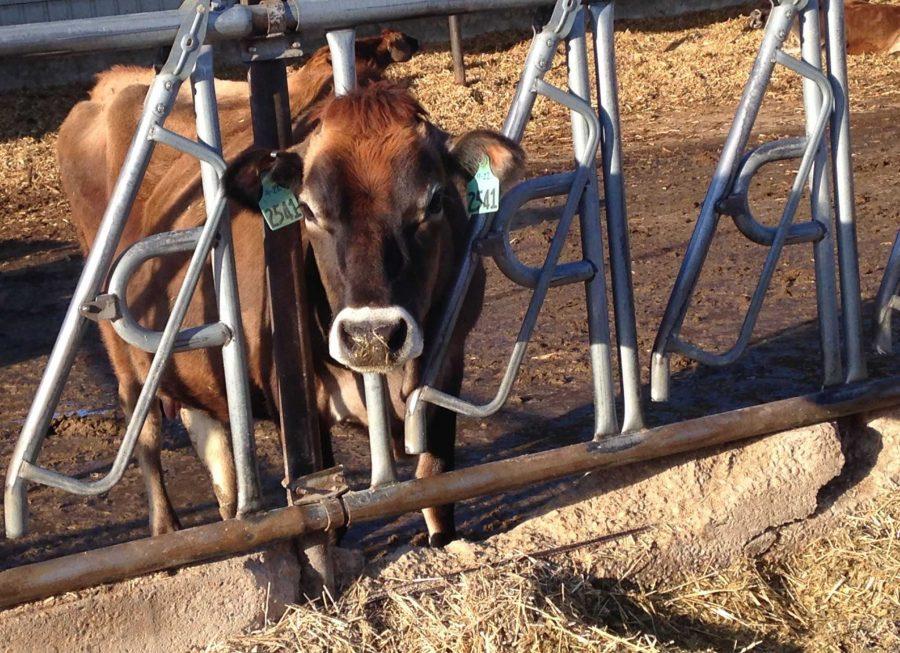 A pregnant Jersey cow eats leisurely at the rail in the close-up pen. Along with her other pregnant pen-mates, she has about three weeks until she calves and can easily be monitored here. Photo by Dixie Crowe. 