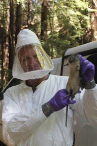 Dan Salkeid researches plague in rats (photo credit: SOURCE)