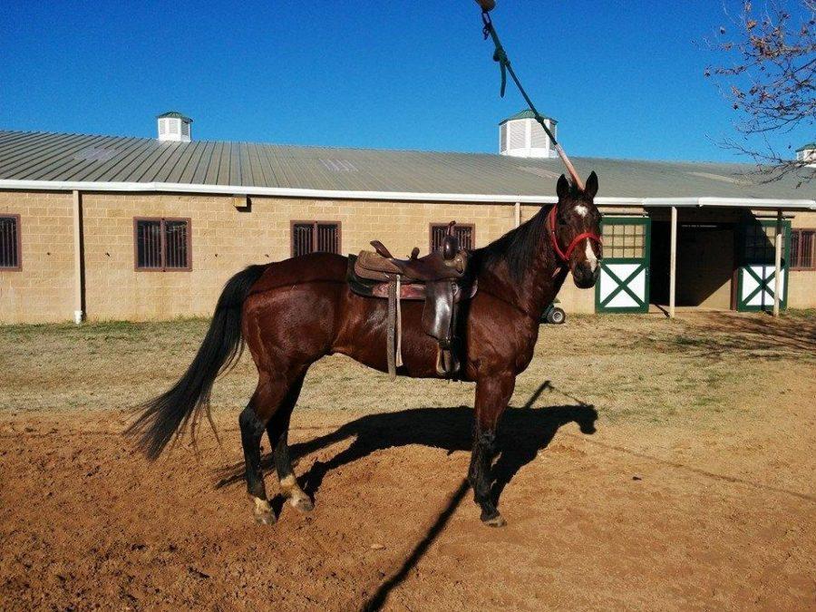 Chief, an aged quarter horse who needed a job, takes a turn on the hot walker at Roger Daly Horses in Aubrey, Texas. Photo courtesy of Amy Morgan.