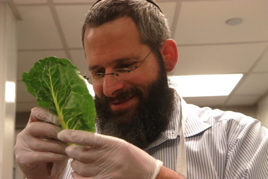 In April 2015 during preparation for a large Passover dinner that occurred in the LSC, Rabbi Yerachmiel Gorelik painstakingly looked at each lettuce leaf to be sure no insects were present as that would violate Kosher law. (Photo credit: Madison Brandt.)