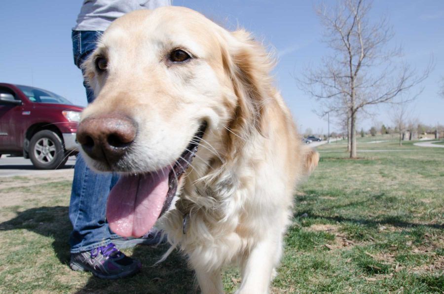 Morris Animal Foundation enrolls 3,000th Golden Retriever in cancer study
