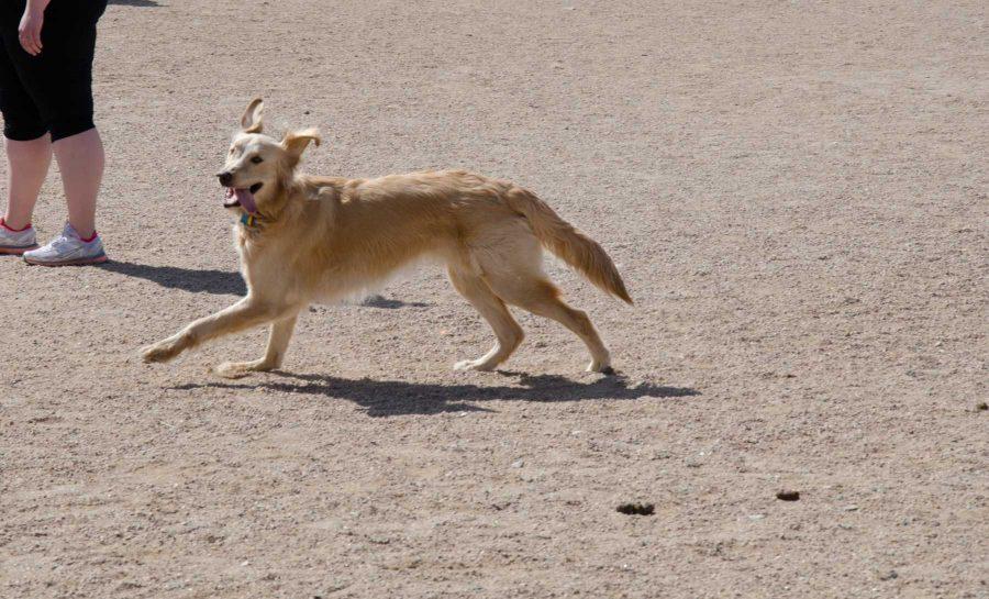 Golden retriever, Polly, frolics about the dog park at Spring Ca