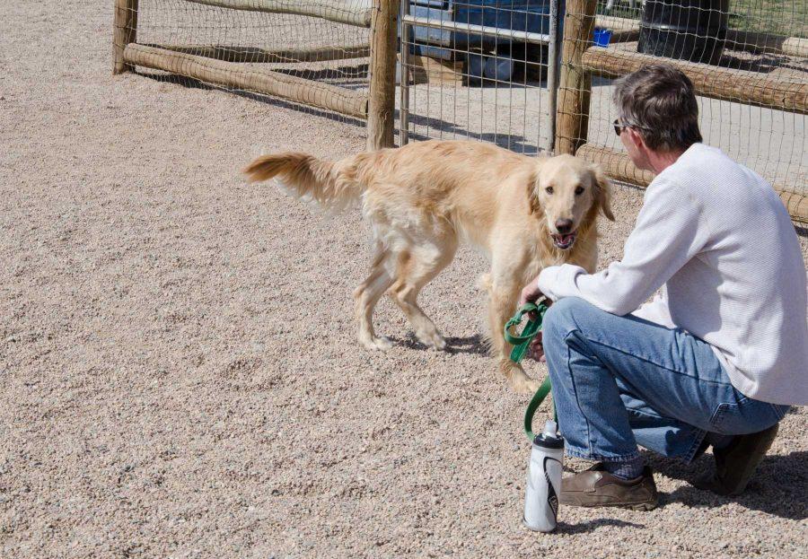Polly the golden retriever reluctantly returns to her owner to leave the dog park at Spring Canyon Park on Tuesday afternoon.